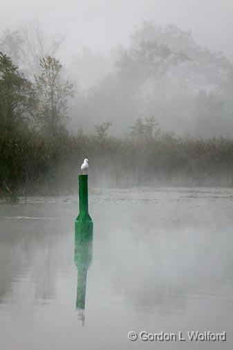 Gull On A Channel Marker_07687.jpg - Photographed along the Scugog River near Lindsay, Ontario, Canada.